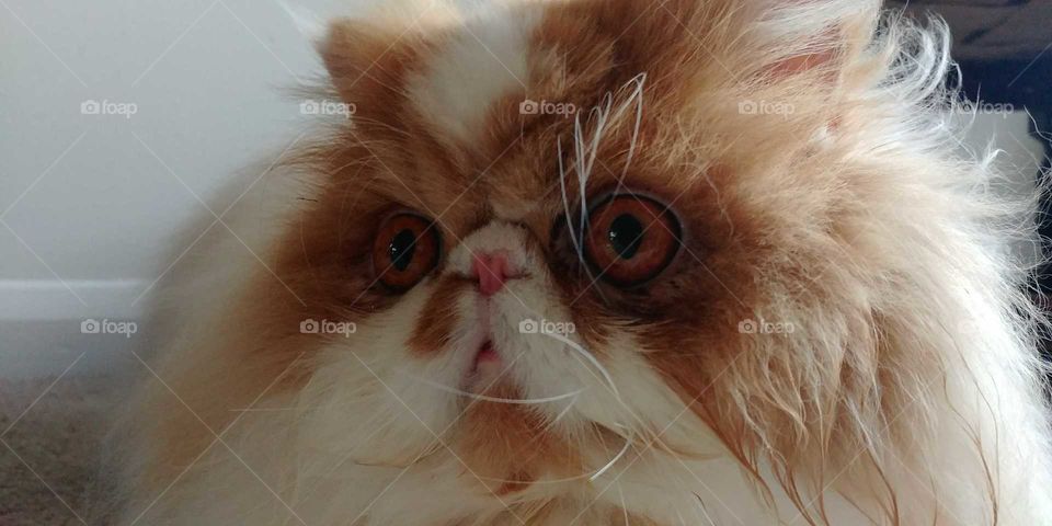 close up of Persian cats face, large eyes ginger and white