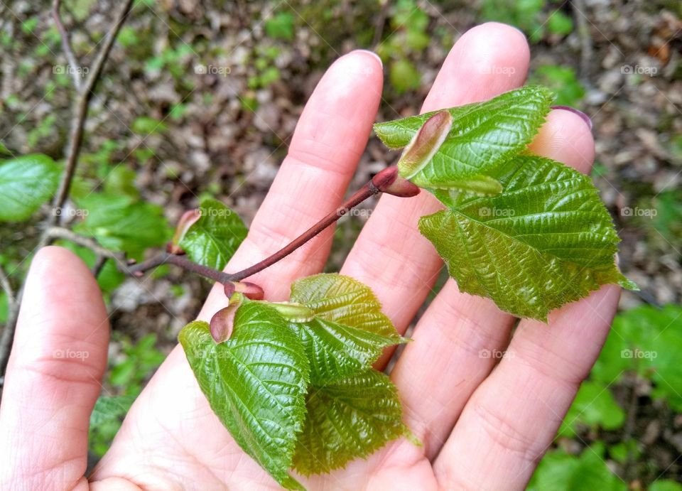 green young leaves and female hand spring nature lover 💗