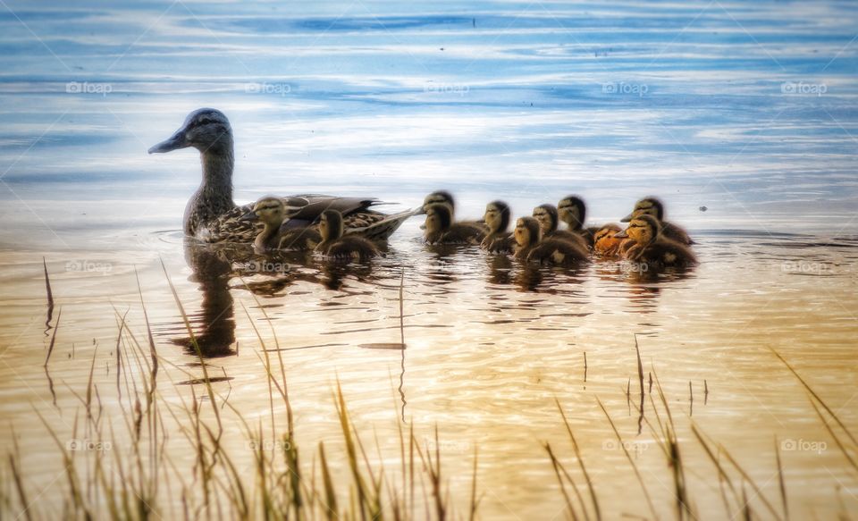 Duck and ducklings St Lawrence river Varennes Québec 