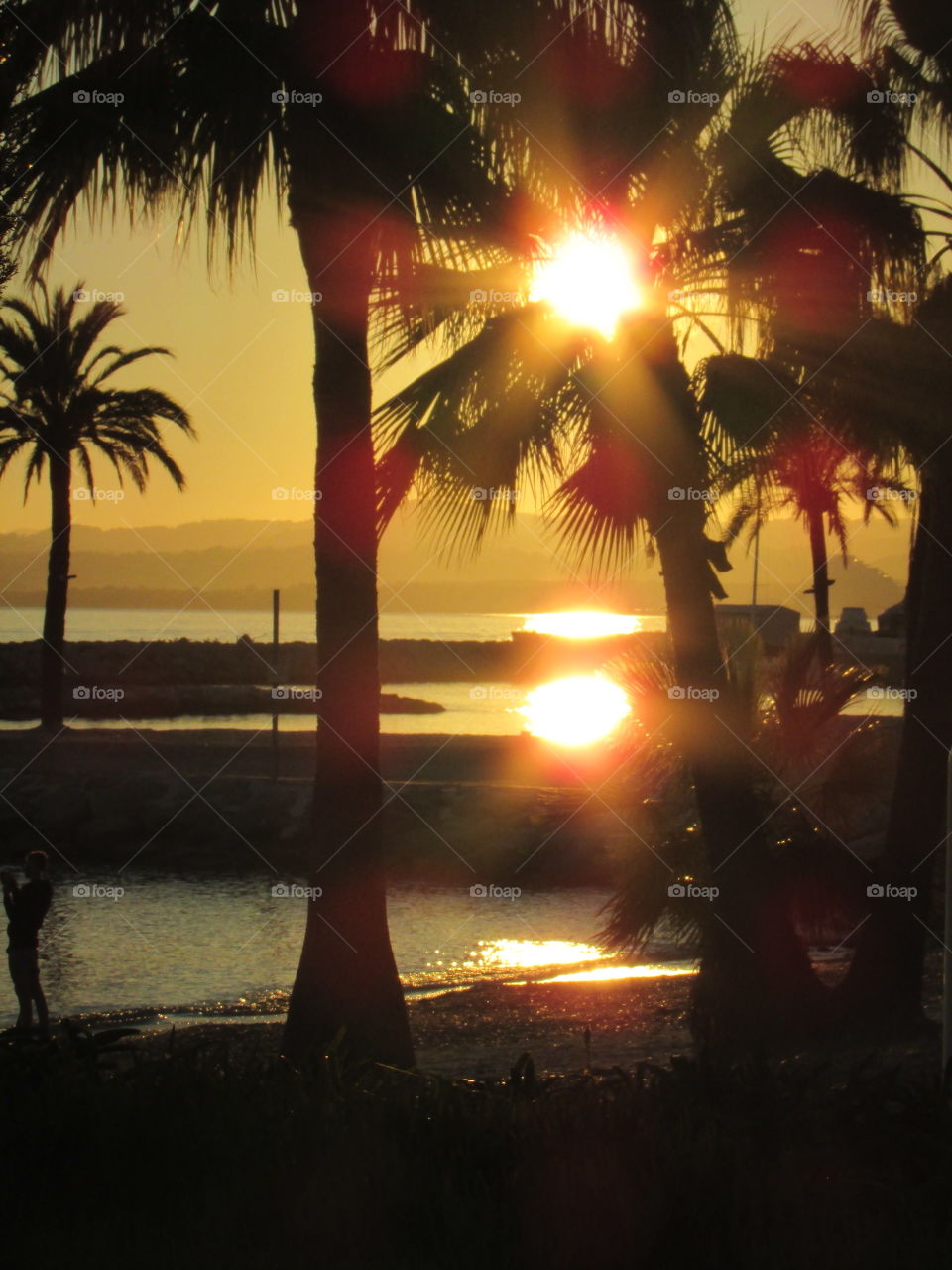 Silhouette of palm trees on beach