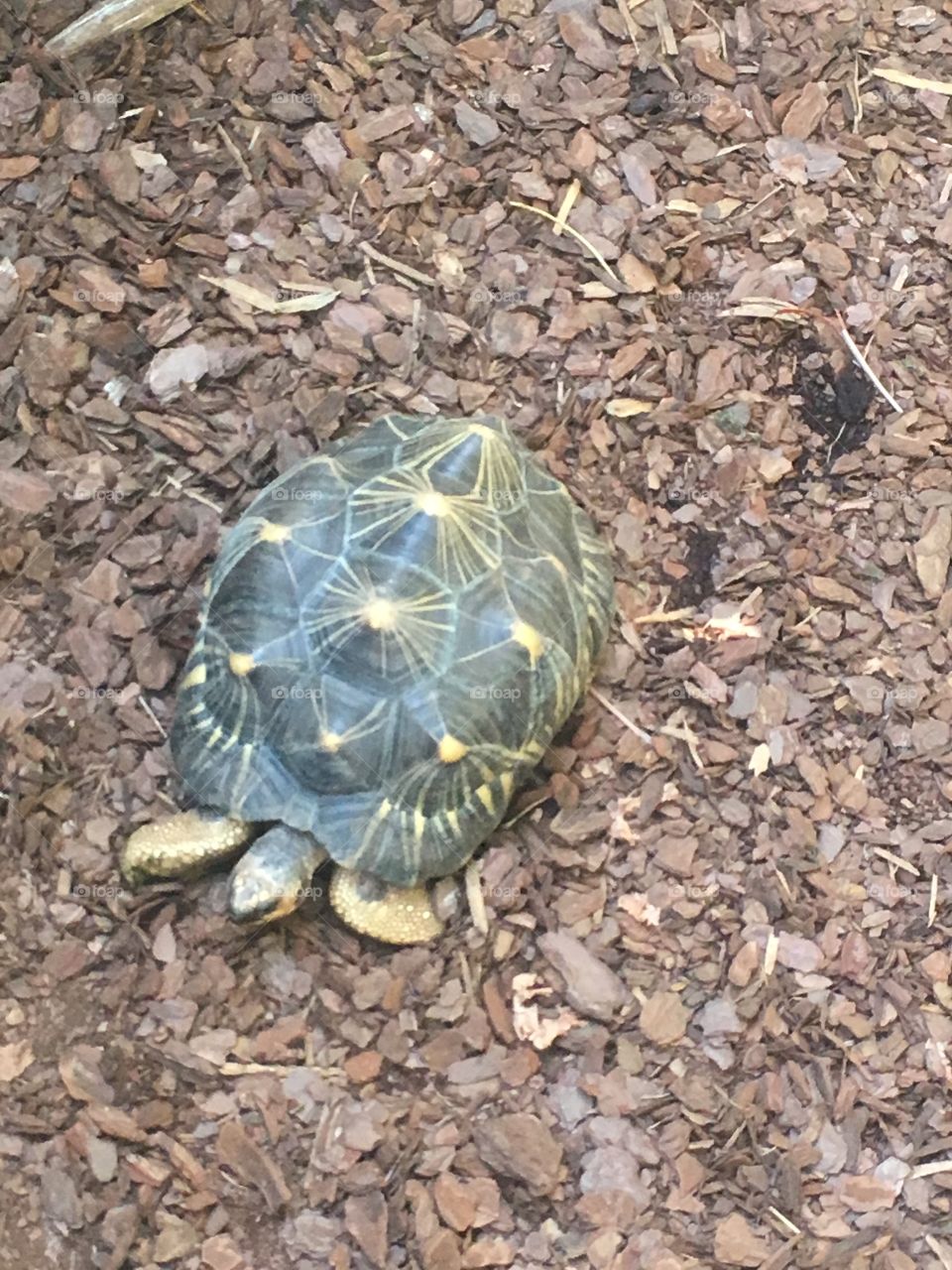 Star tortoise among bark 