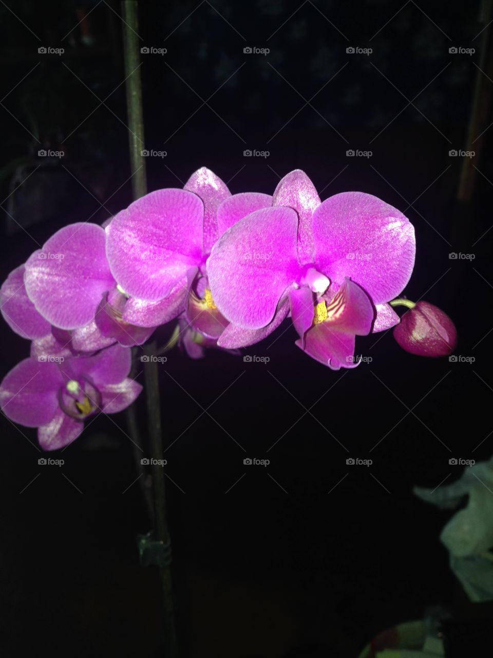 orchids