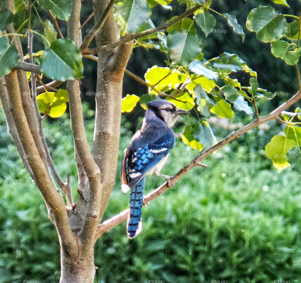 Blue Jay