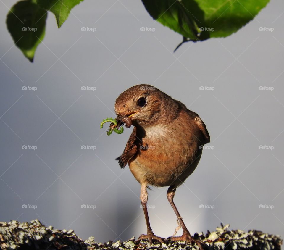 Redstart with food for chicks