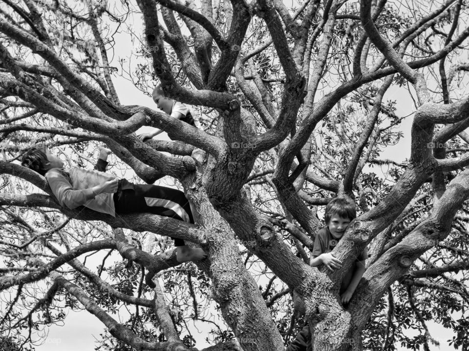 Young Boys In A Tree
