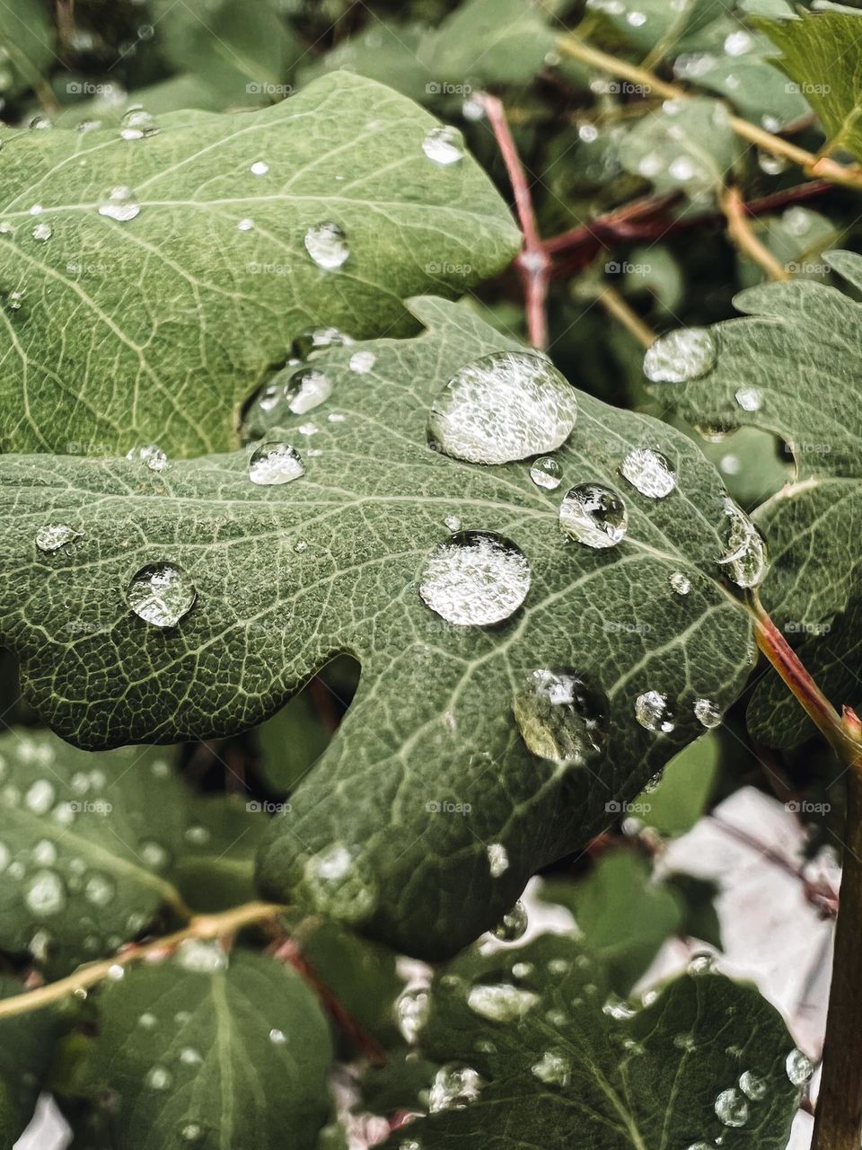 Macro of water drops