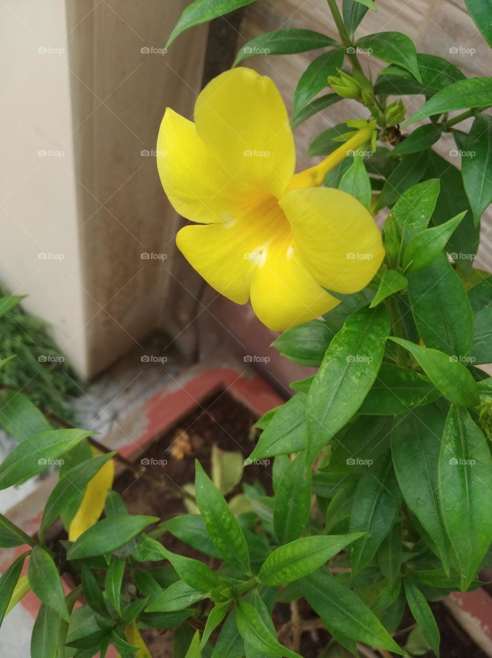 yellow flower seasonal fresh shurb small size looks very beautiful generally found everywhere