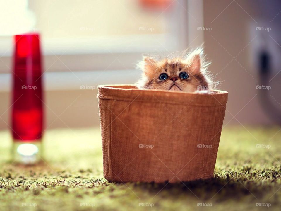 котенок, пушистый, корзина, материал
