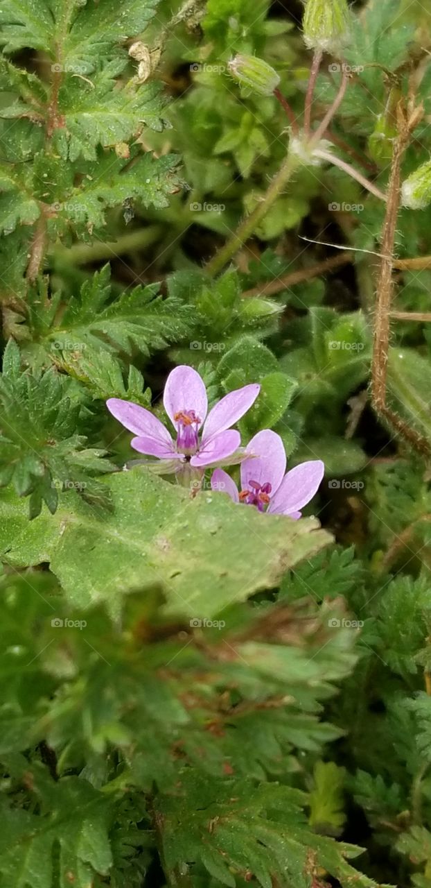Tiny purple flowers