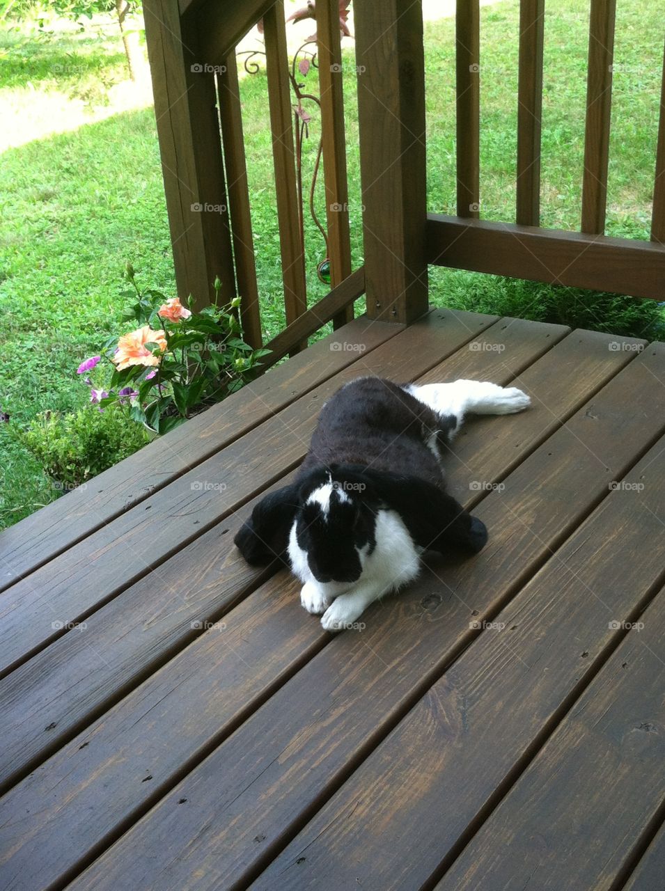 English lop rabbit relaxing on the porch