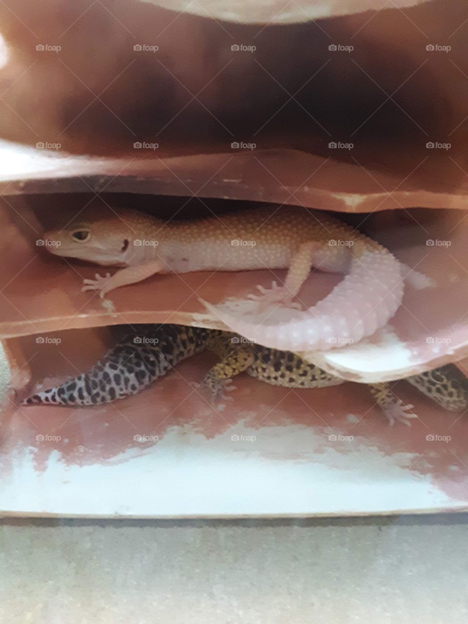 The lizards chilling 