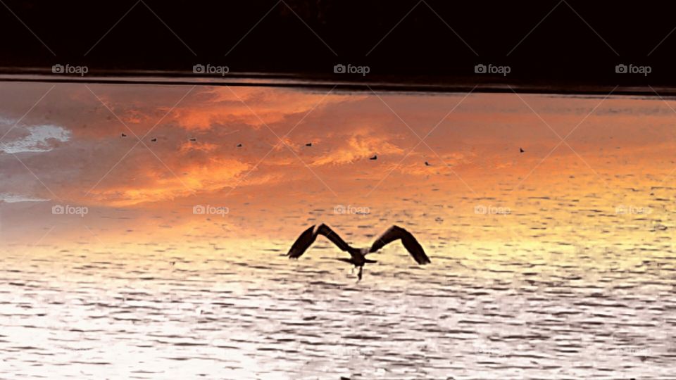 Silhoette of Crane flying into the sunset over the water