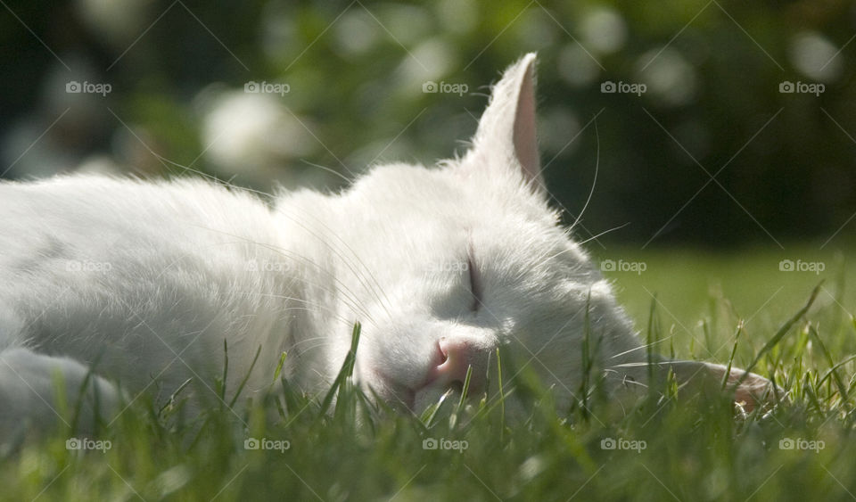 Grass, Nature, Animal, Cute, Cat