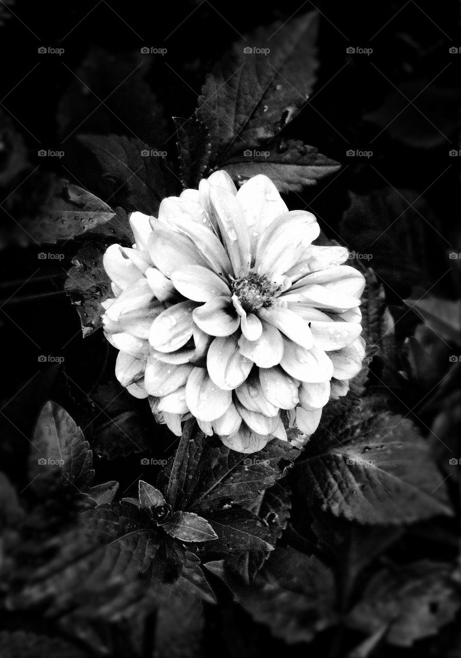 BW flower 