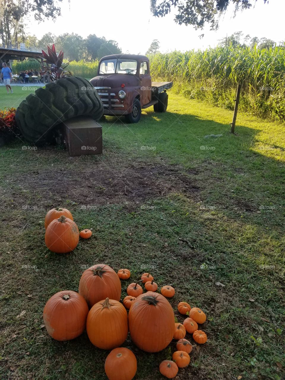 It's a pumpkin season