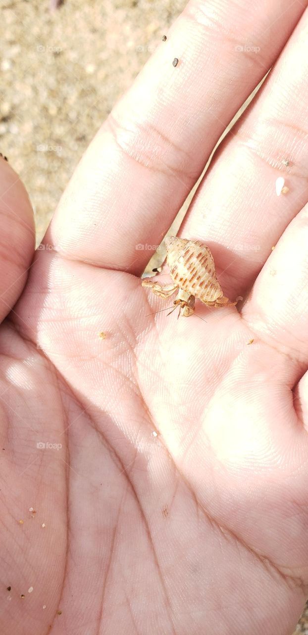 Tiny Hermit crab