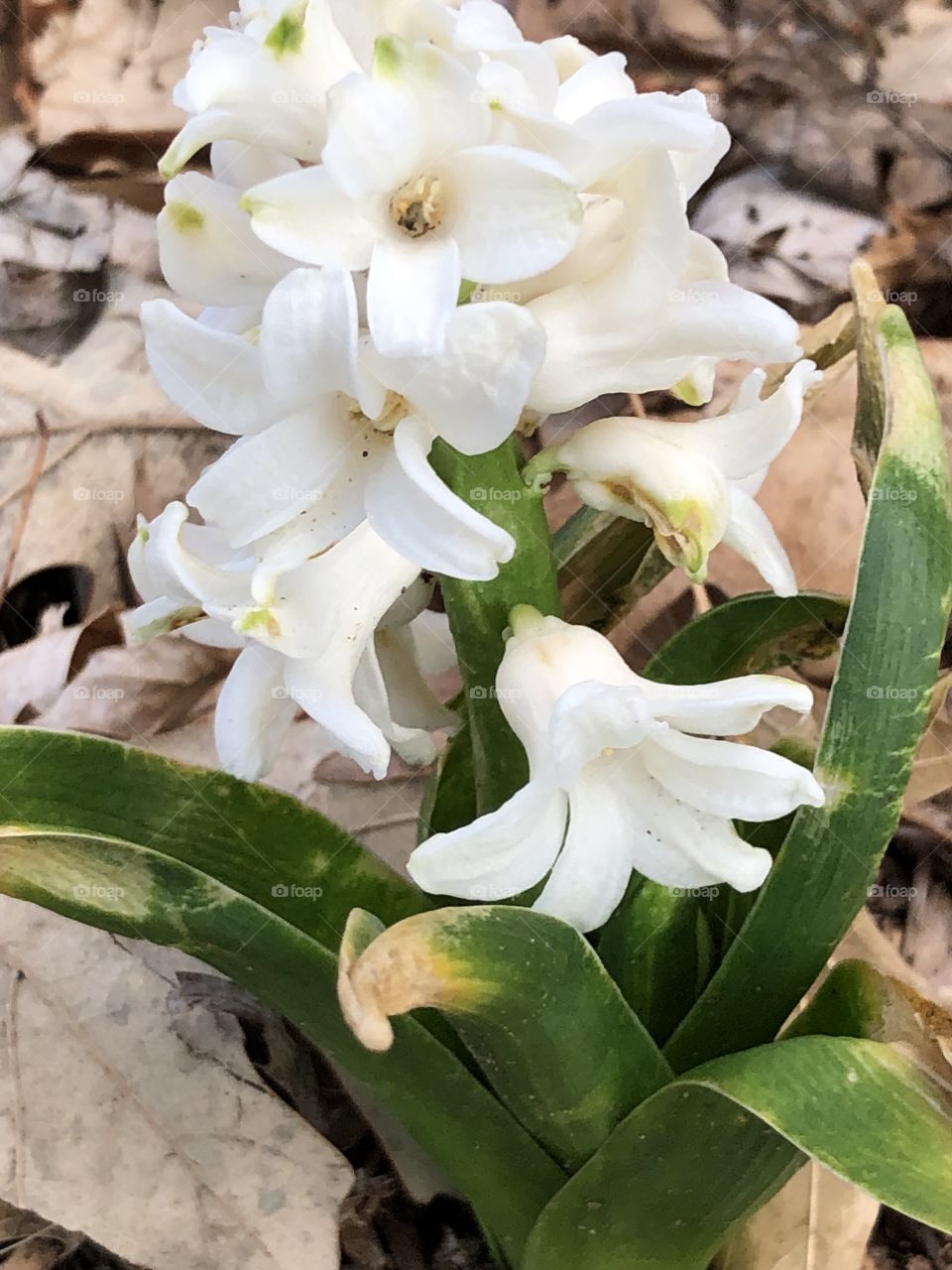 Spring lovely flower