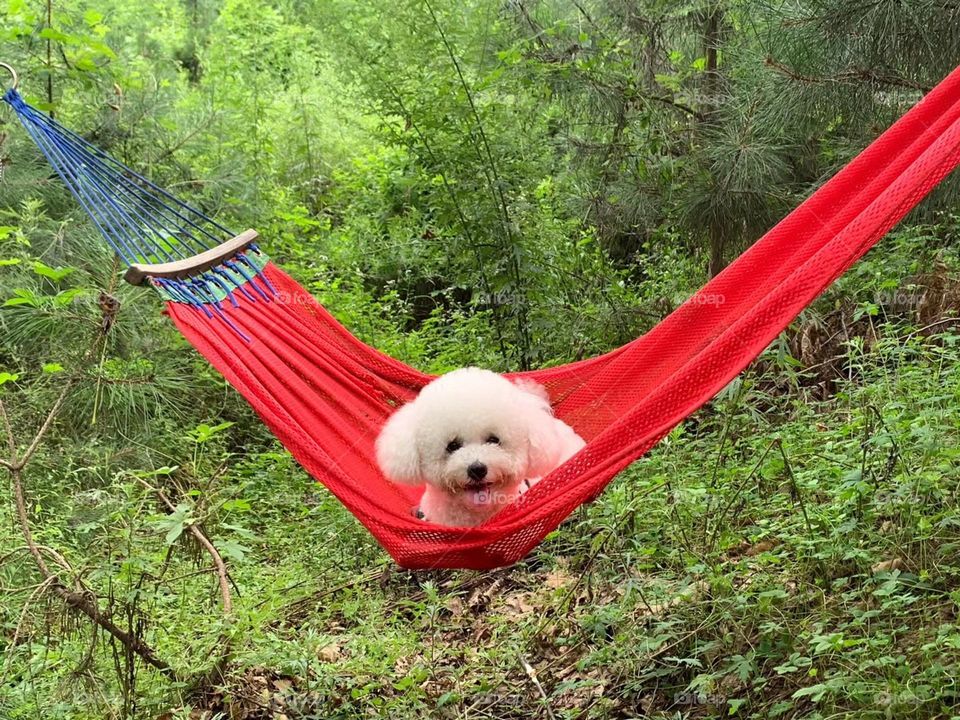 My pet dog is very relax with our vacation 