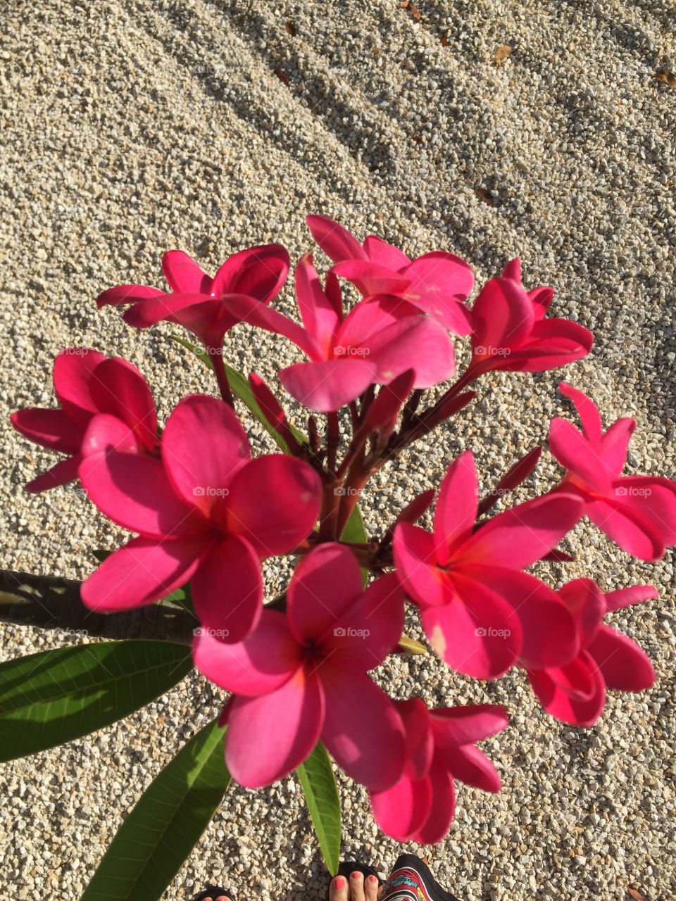 Frangipani 