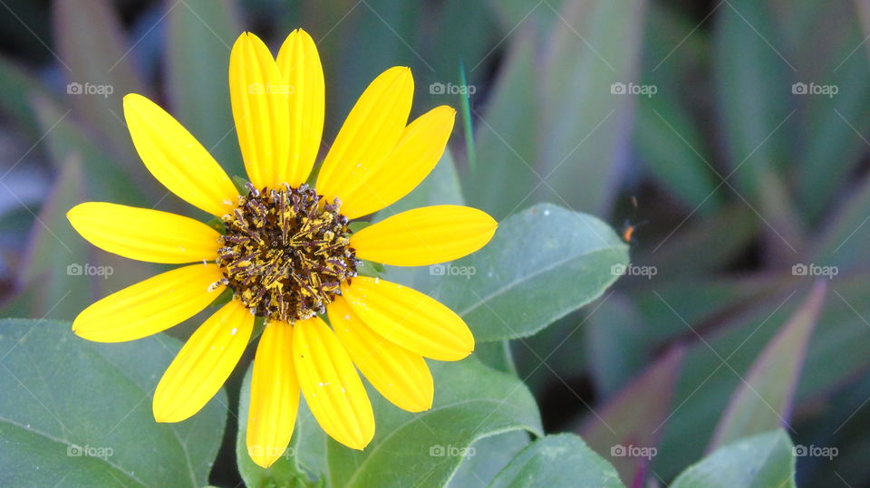 Closeup of bright yellow flower daisy against green leaves with bug on leaf to the right