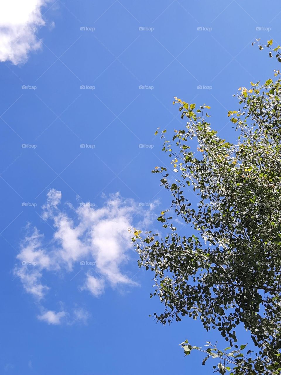 looking up into sky on sunny day