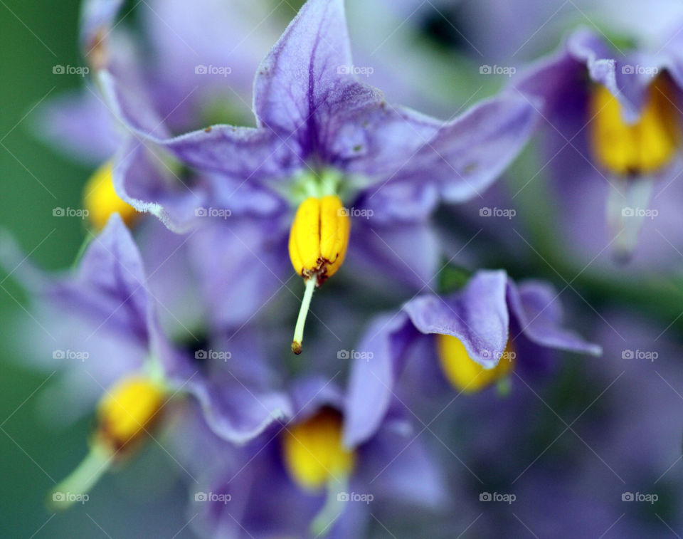 Tiny blue and yellow flower