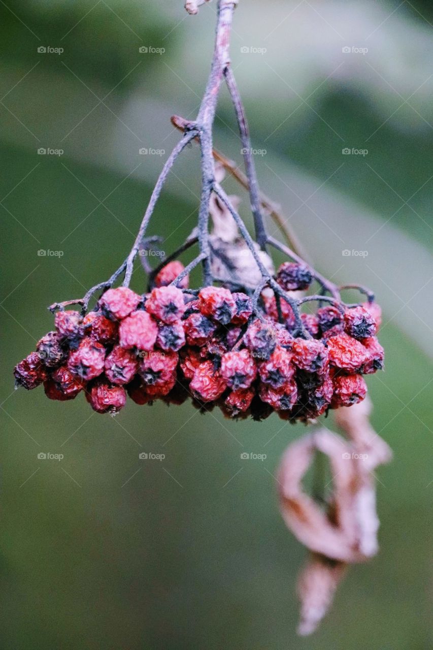 Autumn berries