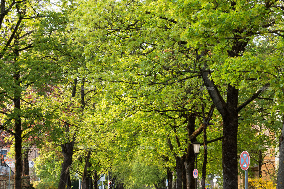 Tree lines street