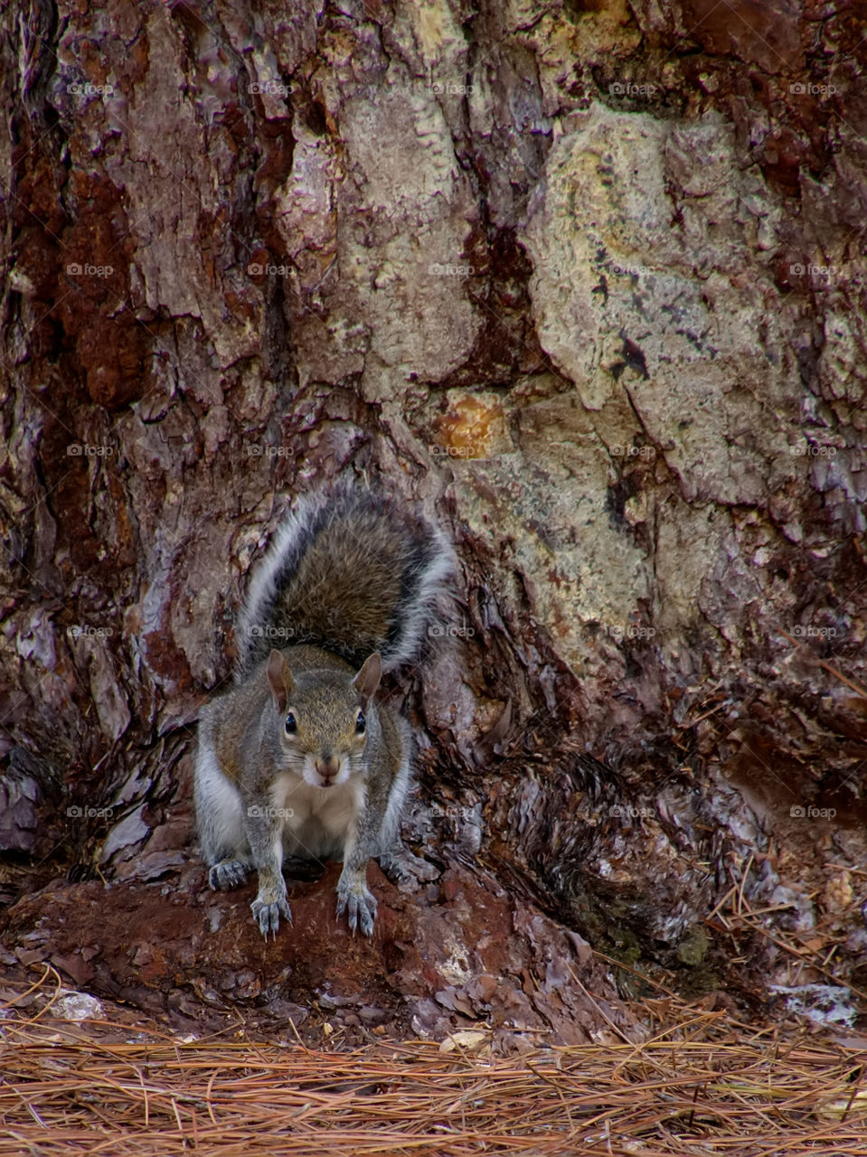 Squirrel Staring Back. Eastern Grey Squirrel with back to tree staring at camera 