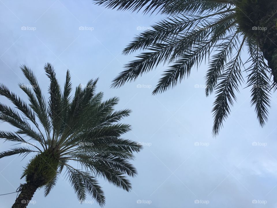 Palm trees. 
