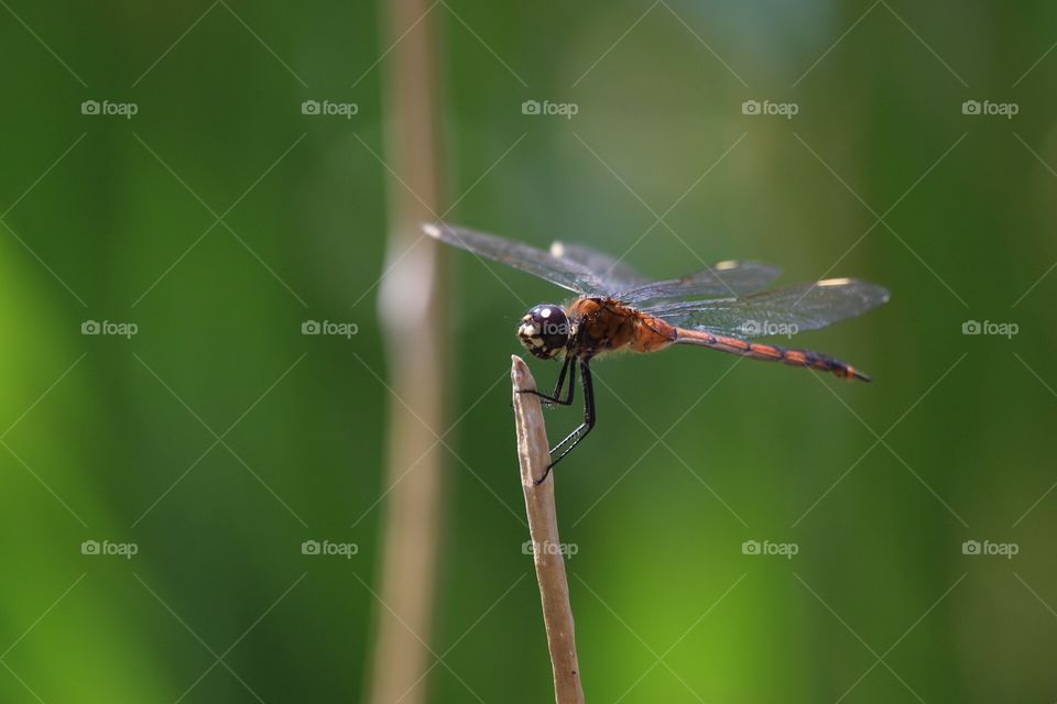 Dragonfly