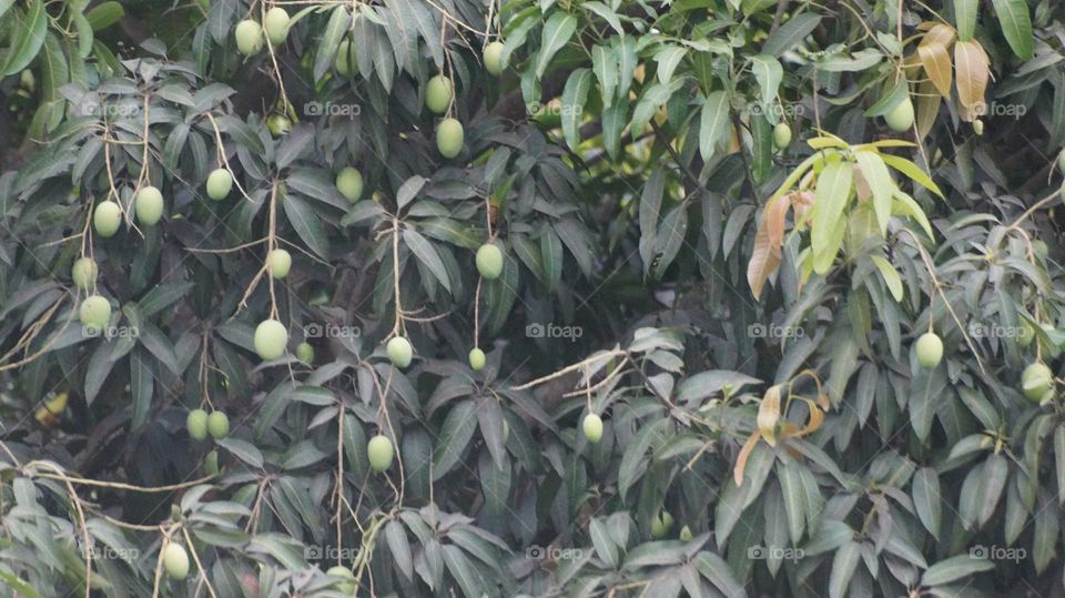 Mango tree with Mangoes