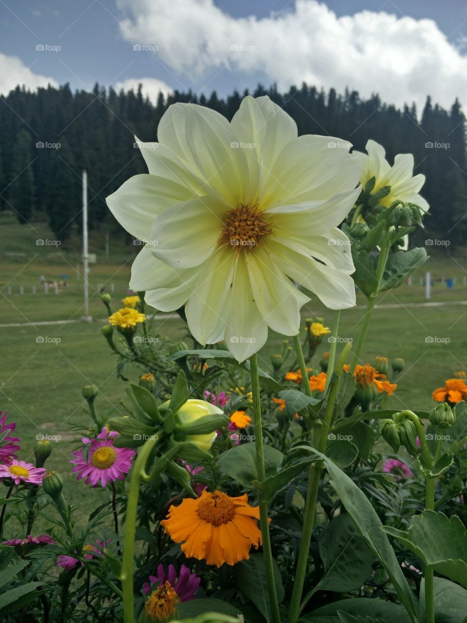 flower lover cool and beautiful view natural beauty cool and fresh environment 
📸 muneeb bhat