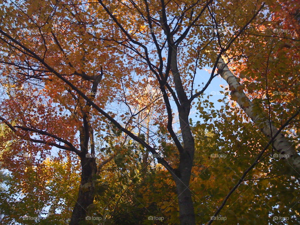 Autumn Treetops 