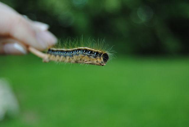 Crawly Caterpillar