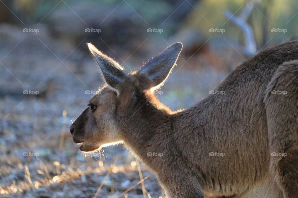 Lone kangaroo foraging in the early dawn light in the south Australian outback