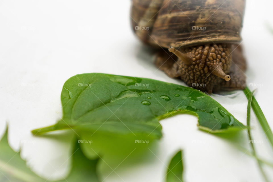 snail and leaf