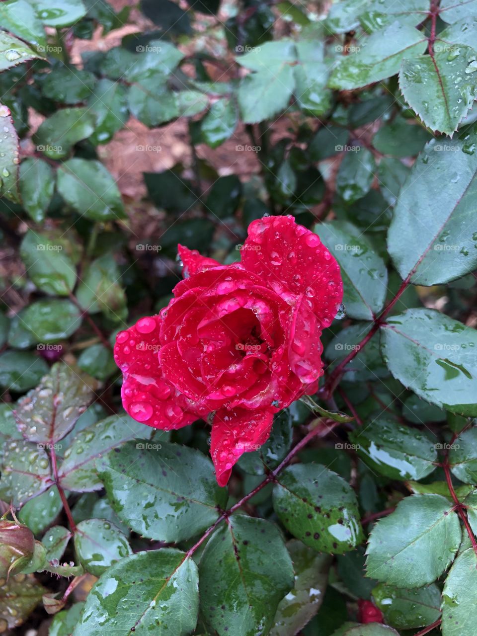 Raindrops on Rose