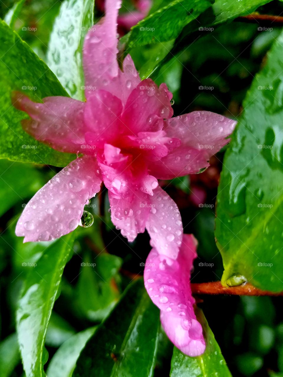 flower post bloom in the rain.