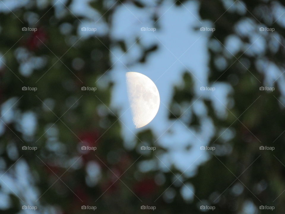 Half moon thru the Holly trees during the day January 2019