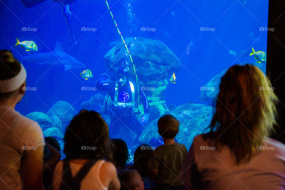 Diver in an Aquarium with an Audience at Chattanooga Aquarium 