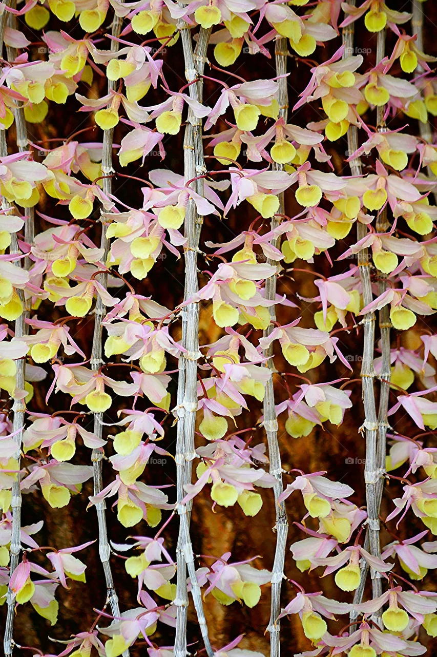 Orchids