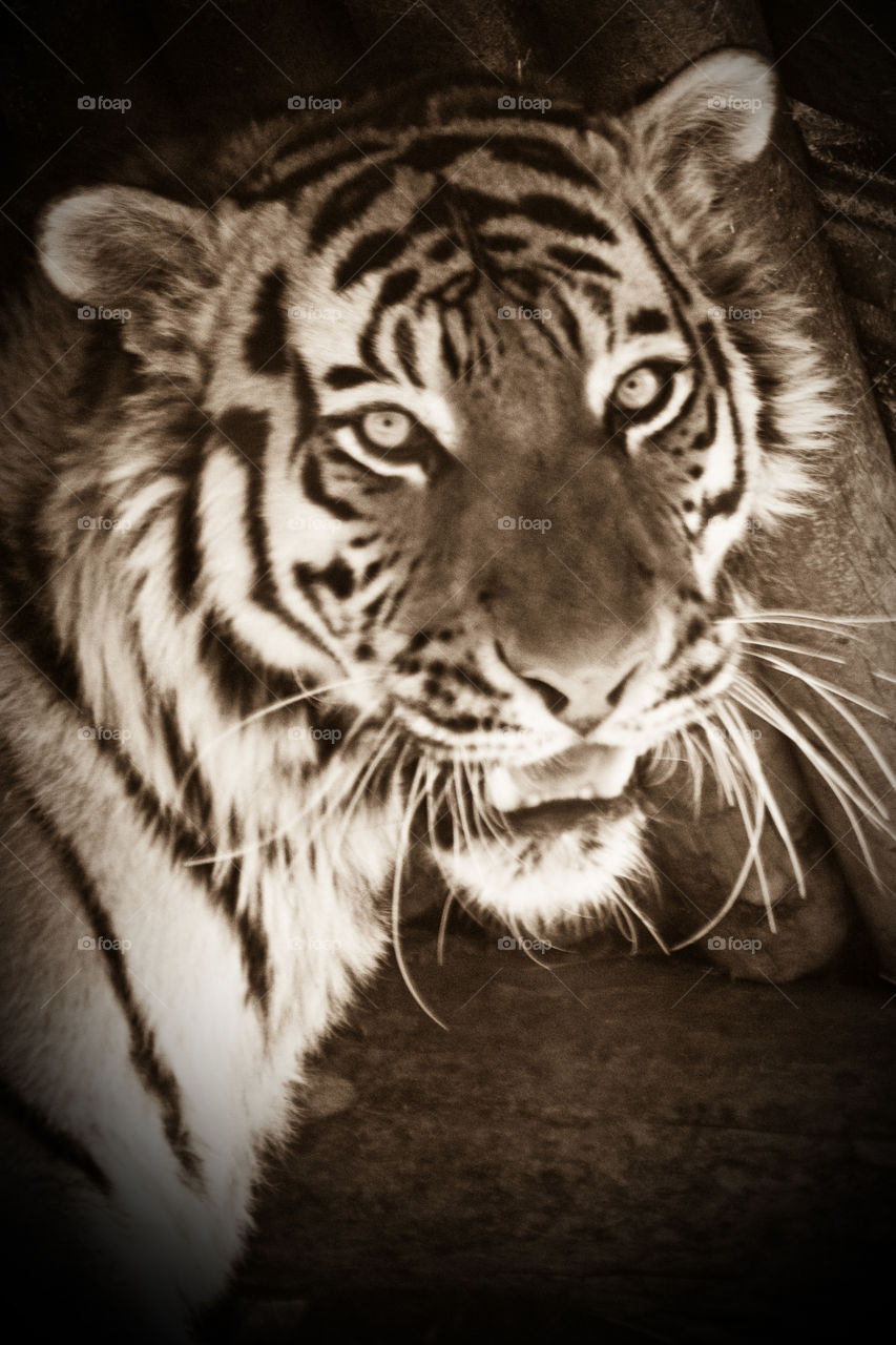 Bangel Tiger portrait close-up