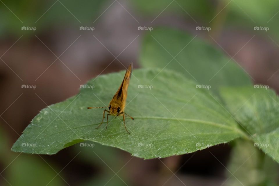 butterfly on the leaf