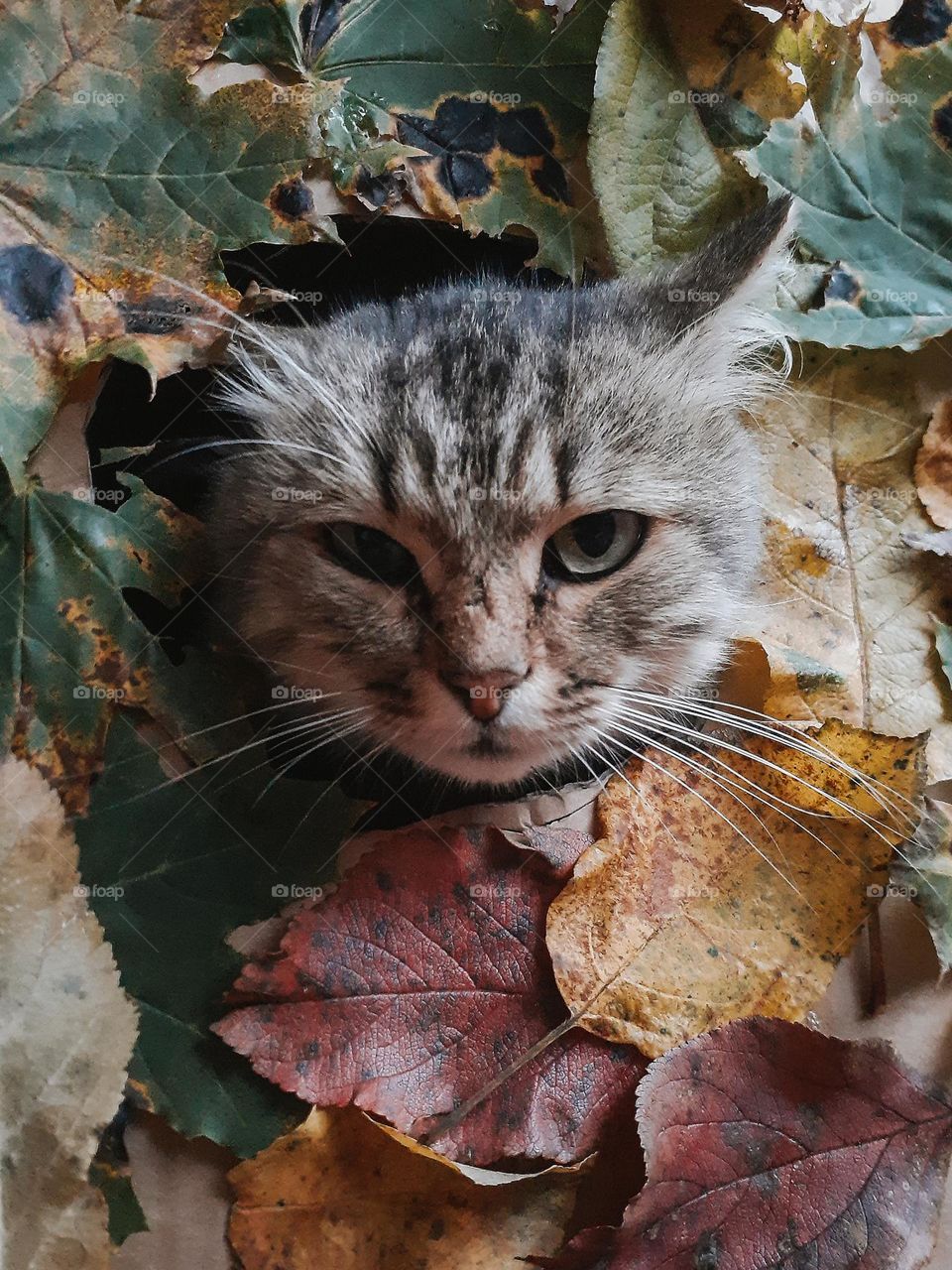 My autumn cat