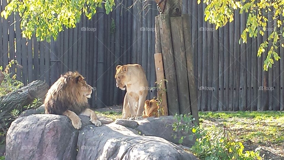 The Lioness. I love the exchange these two lions are having. This was taken at the Cleveland Zoo.