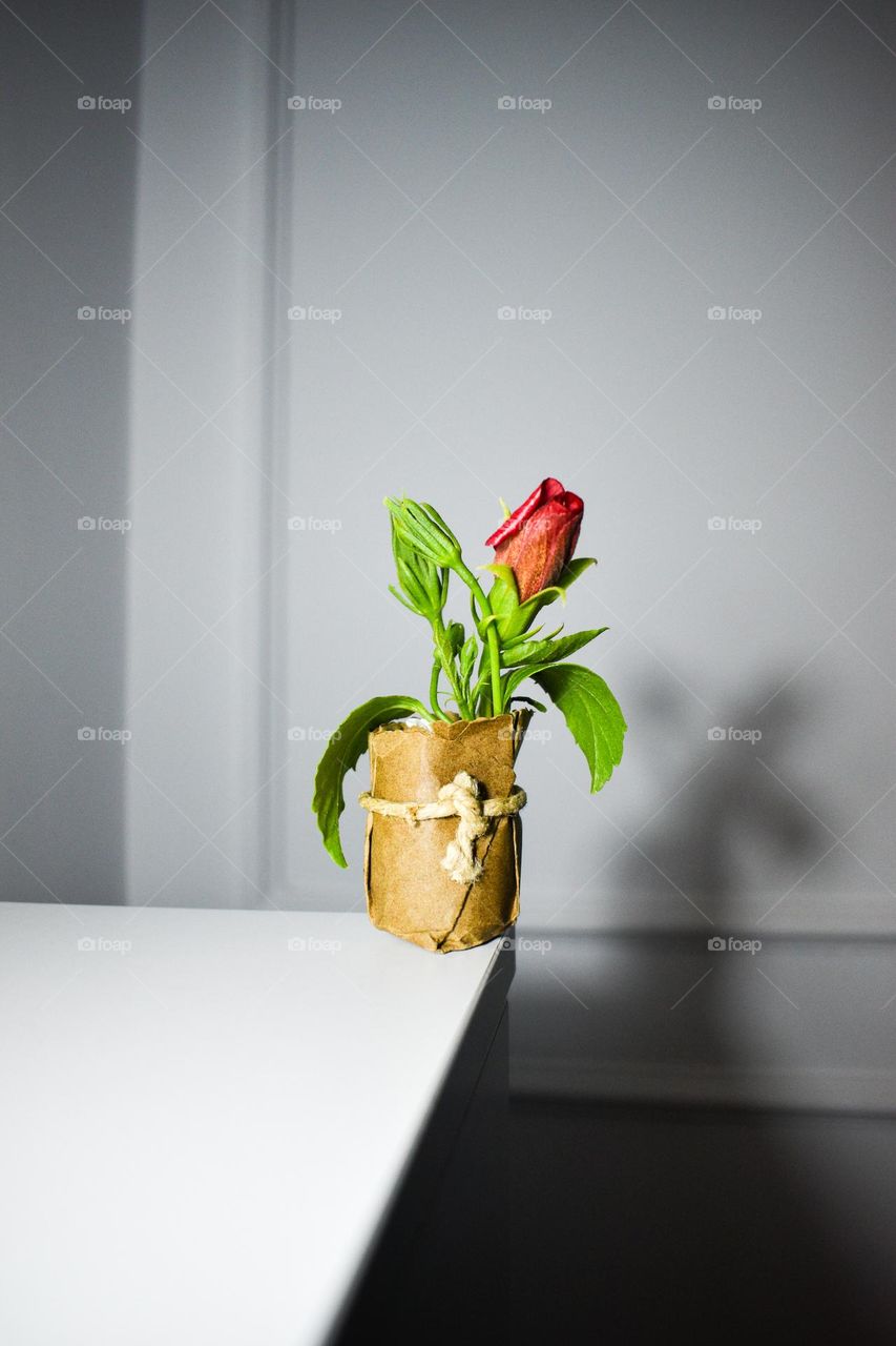 Vase on the corner. White on white . Walls and desk . A beautiful shadow!