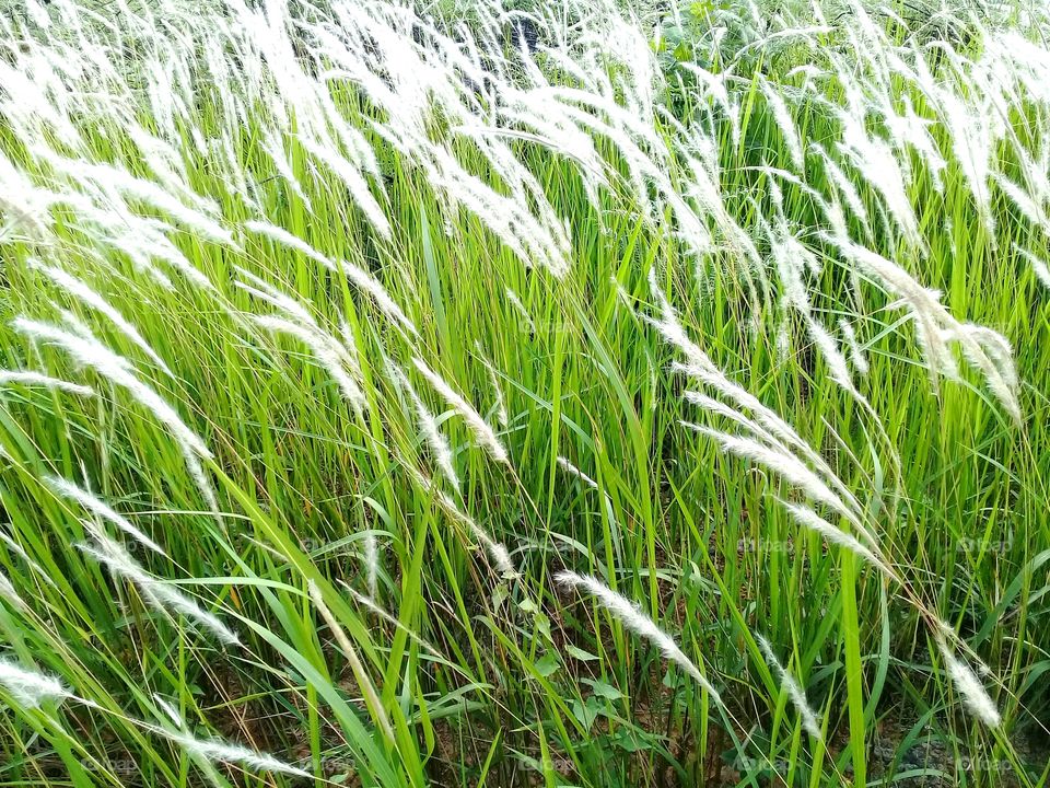 imperata cylindrica .this weed grows in tropical climates and contains toxins that can inhibit the growth of agricultural or plantation