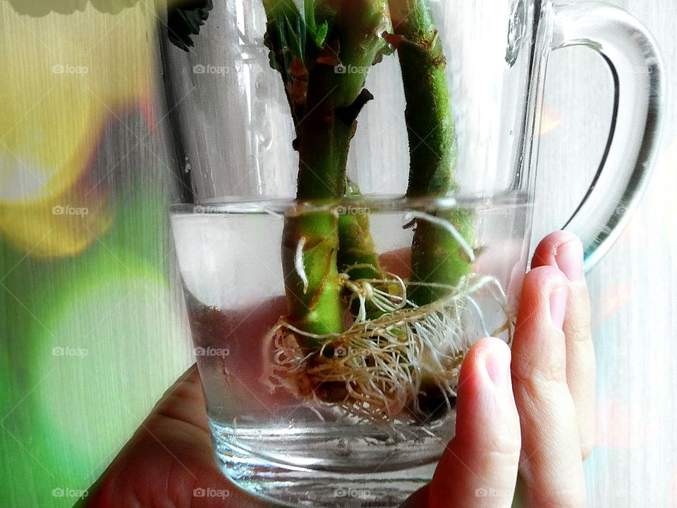 first signs of sрring by foaр missions,Pelargonium cuttings have taken root in a glass of water.