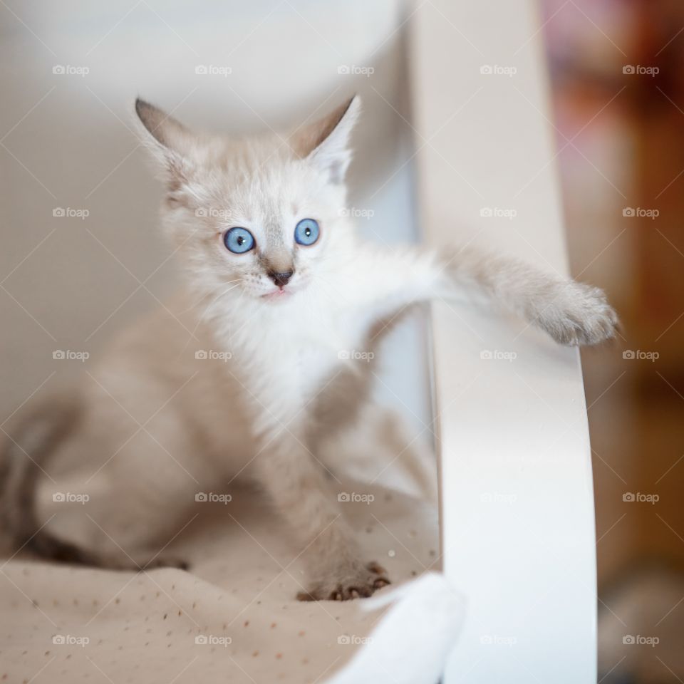 Little Tibet color-point kitten playing